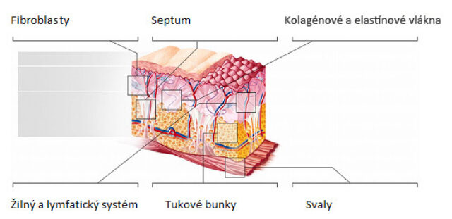 Endermologia